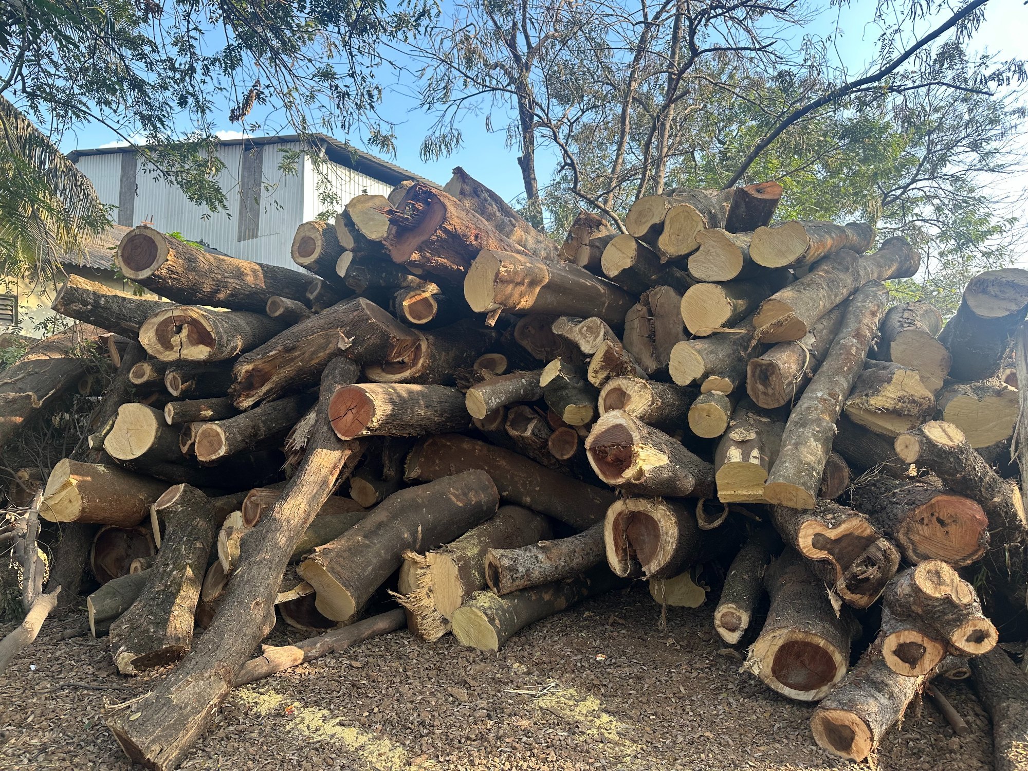 Al-Falah timber yard with stacked logs